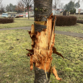 zničený strom
